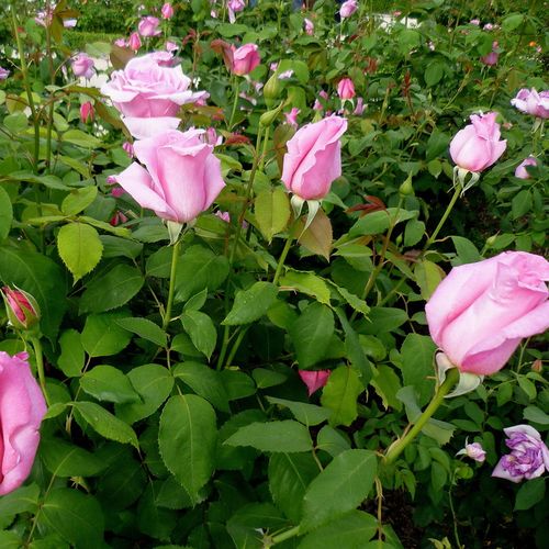 Ezüstös rózsaszín - Teahibrid virágú - magastörzsű rózsafa- egyenes szárú koronaforma